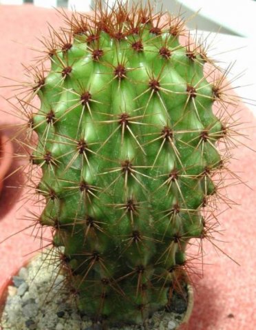 Stenocereus_thurberii